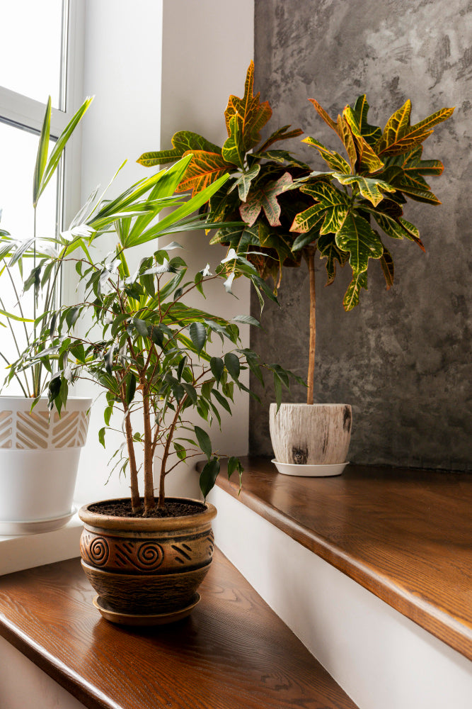 Plants for Every Space, Delivered to Your Door