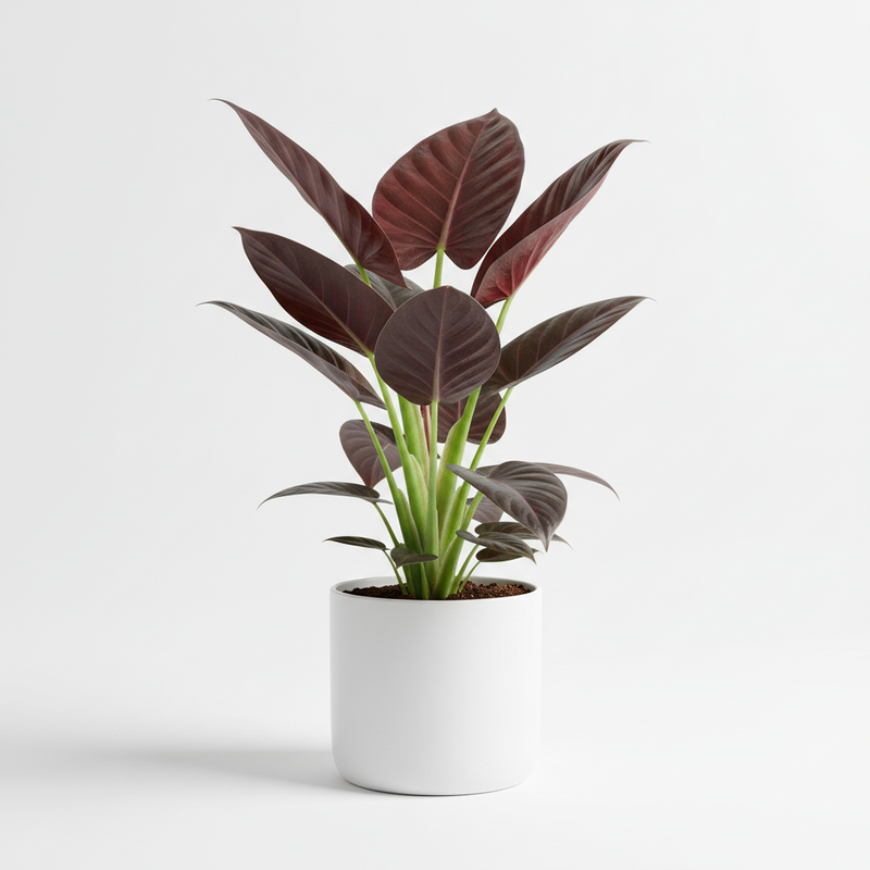 Alocasia Red Secret