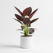 Croton plant