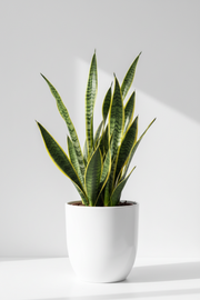 Alocasia Red Secret