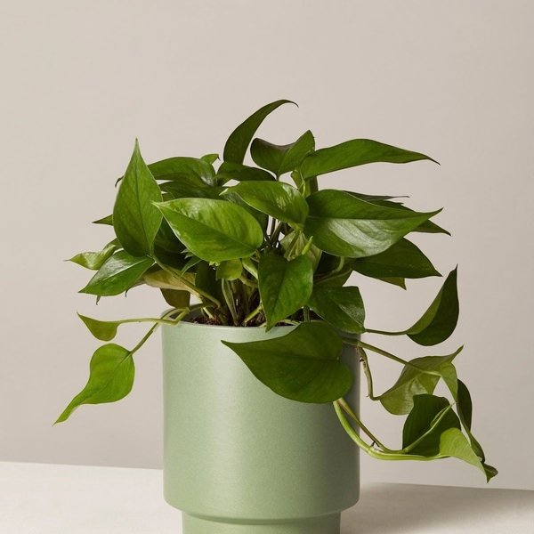 All Plants