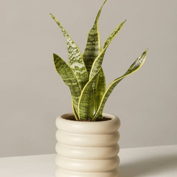 Indoor Plants