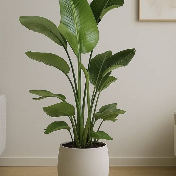Office Plants