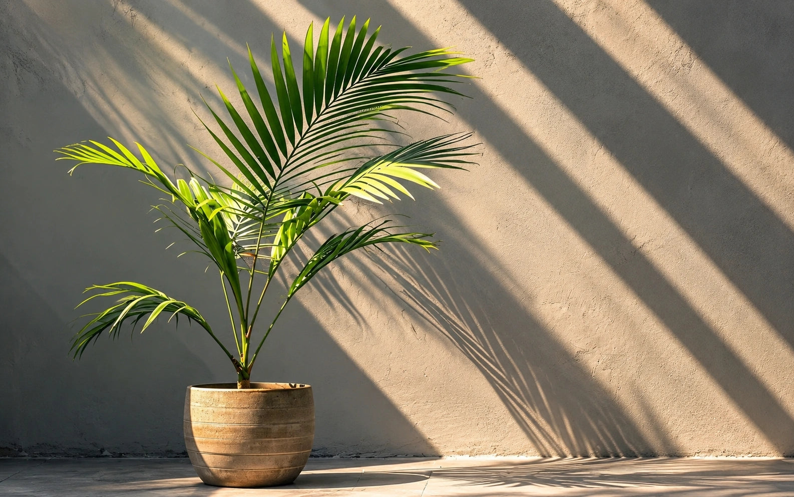 Create spaces that feel naturally alive.